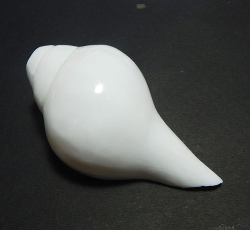 Blowing Shankh