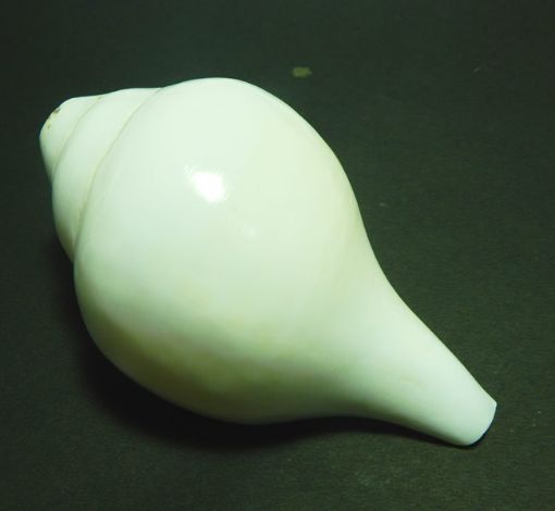 Blowing Shankh
