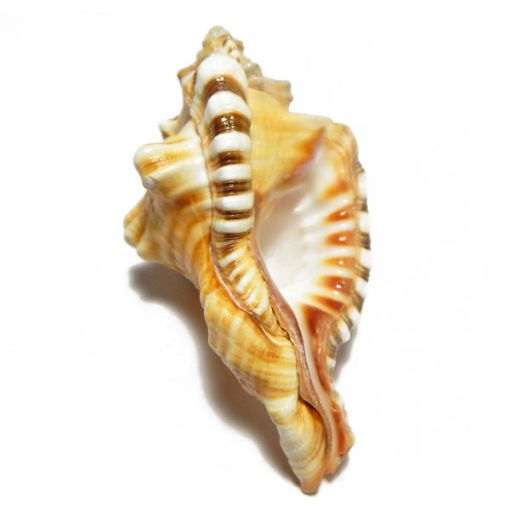 Ganesha Shankh