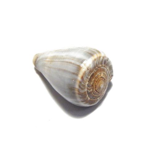 Ketu Sankh