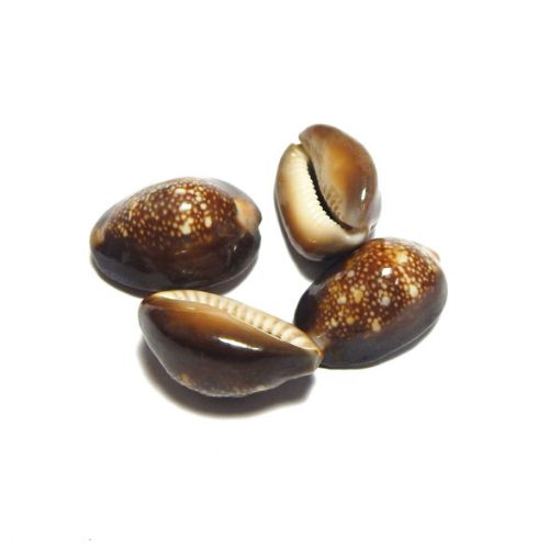 Raj Laxmi Cowrie