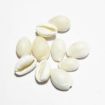 White Cowrie