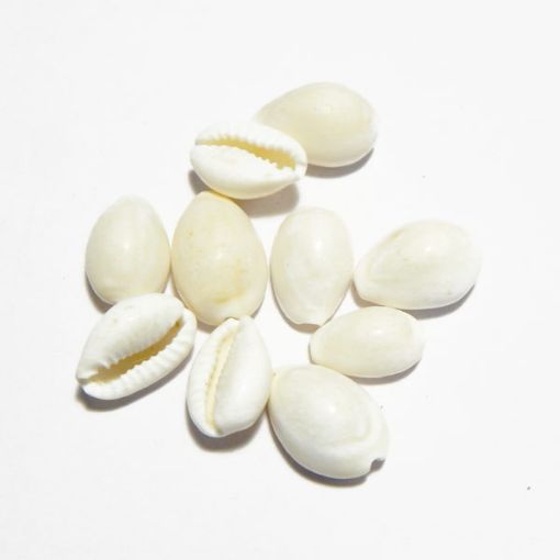 White Cowrie