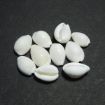 White Cowrie