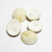 Gomti Chakra Big White