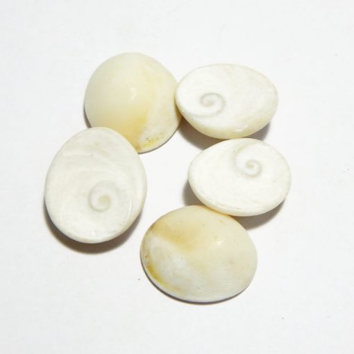 Gomti Chakra Big White