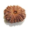 Thirteen Mukhi Rudraksha