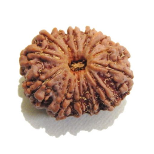 Thirteen Mukhi Rudraksha