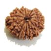 Thirteen Mukhi Rudraksha