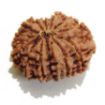 Thirteen Mukhi Rudraksha