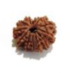 Thirteen Mukhi Rudraksha