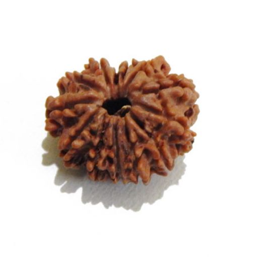 Thirteen Mukhi Rudraksha