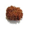 Thirteen Mukhi Rudraksha