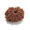 Thirteen Mukhi Rudraksha