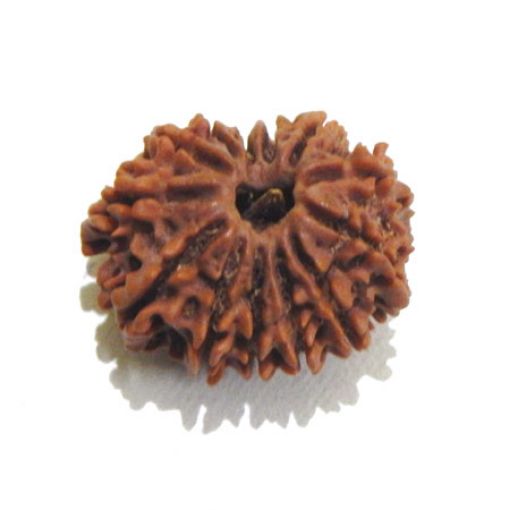 Thirteen Mukhi Rudraksha