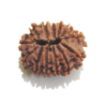Thirteen Mukhi Rudraksha