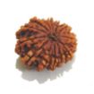 Thirteen Mukhi Rudraksha