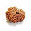 Thirteen Mukhi Rudraksha