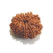 Thirteen Mukhi Rudraksha