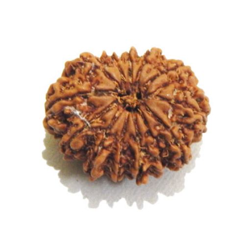Thirteen Mukhi Rudraksha
