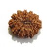 Thirteen Mukhi Rudraksha