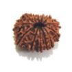 Thirteen Mukhi Rudraksha