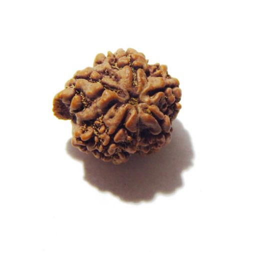 Ganesha Rudraksha