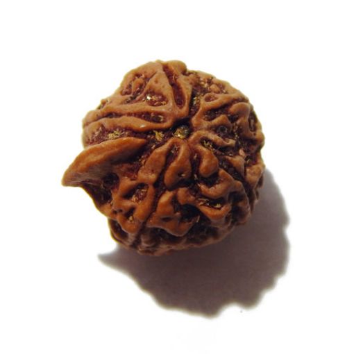 Ganesha Rudraksha