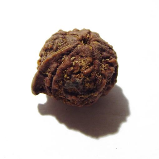 Ganesha Rudraksha
