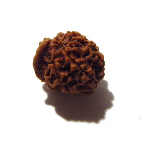 Ganesha Rudraksha