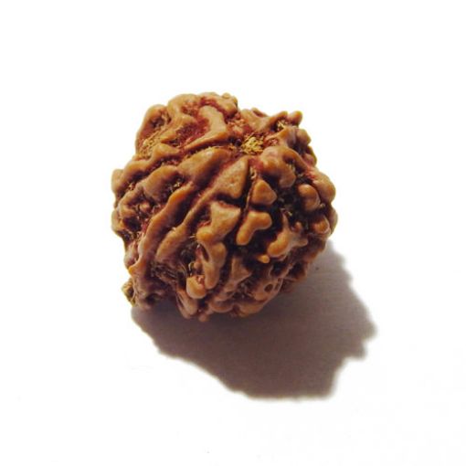 Ganesha Rudraksha