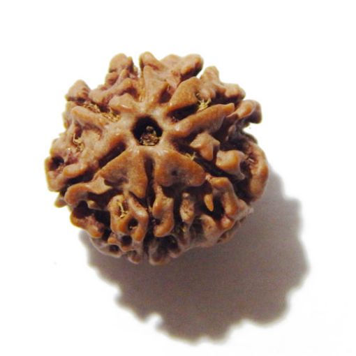 Seven Mukhi Rudraksha