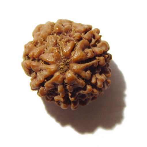 Seven Mukhi Rudraksha