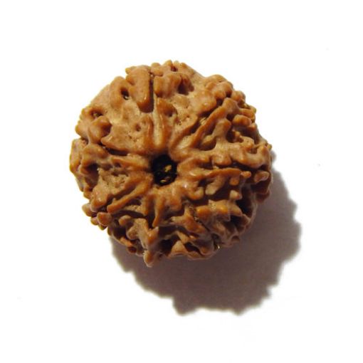 Seven Mukhi Rudraksha