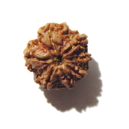 Seven Mukhi Rudraksha
