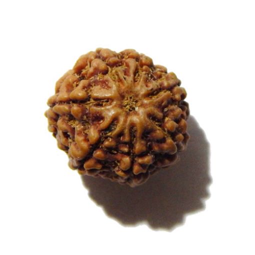 Seven Mukhi Rudraksha