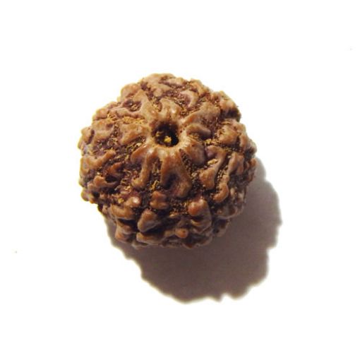Seven Mukhi Rudraksha