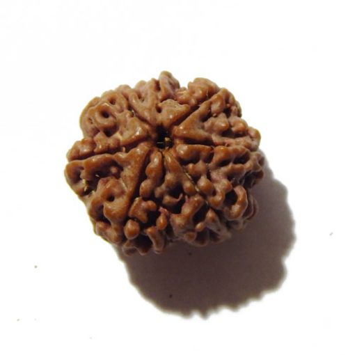 Seven Mukhi Rudraksha