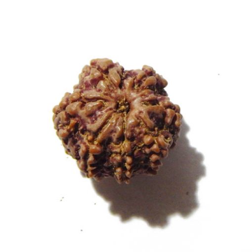Seven Mukhi Rudraksha