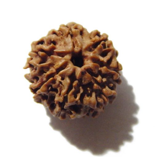 Seven Mukhi Rudraksha