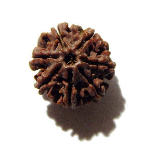 Seven Mukhi Rudraksha