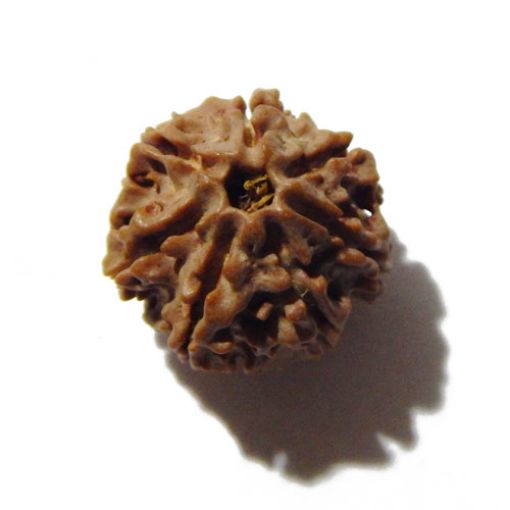 Seven Mukhi Rudraksha