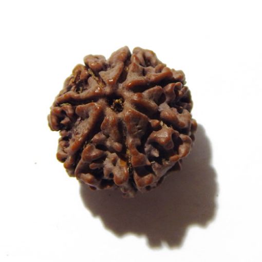 Seven Mukhi Rudraksha