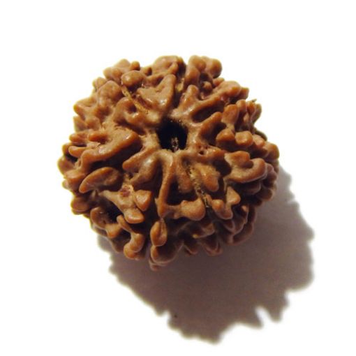 Seven Mukhi Rudraksha