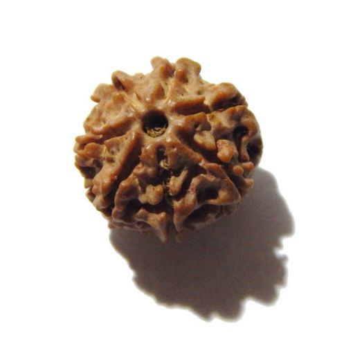 Seven Mukhi Rudraksha