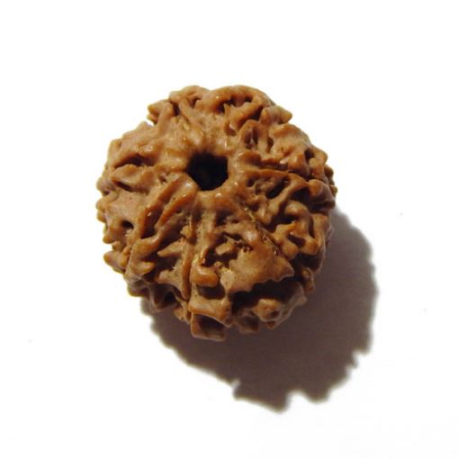 Seven Mukhi Rudraksha