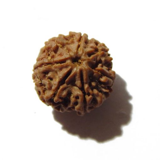 Seven Mukhi Rudraksha