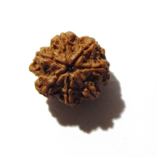 Seven Mukhi Rudraksha