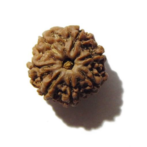 Seven Mukhi Rudraksha