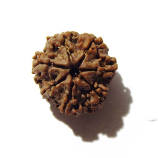 Seven Mukhi Rudraksha